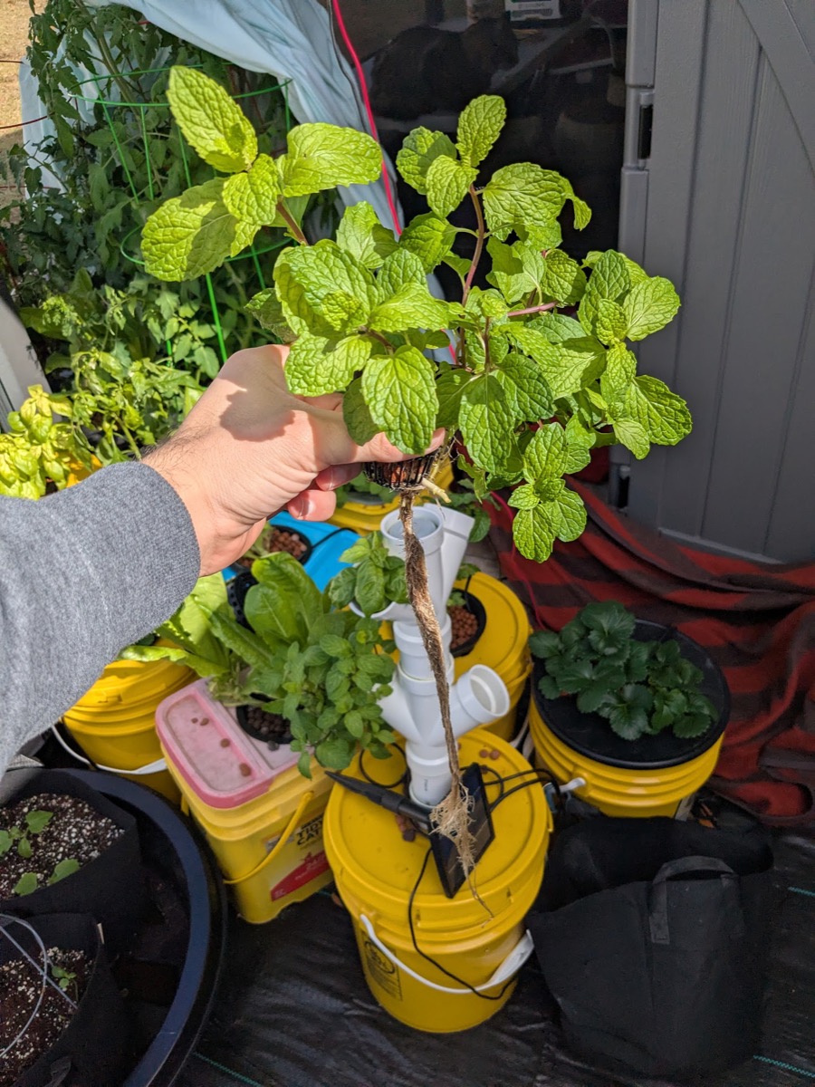 Plants thriving
